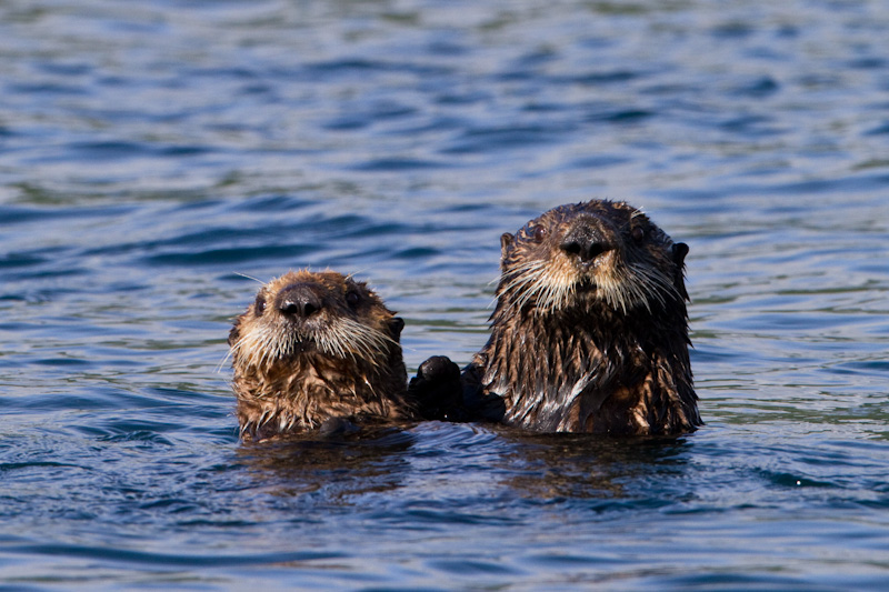 Sea Otters